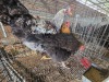 3 X FARM CHICKENS ROOSTER & HEN P. RADEBE (Per animal to take the lot)
