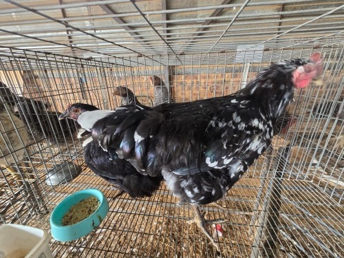 2 X FARM CHICKENS ROOSTER & HEN P. RADEBE (Per animal to take the lot)