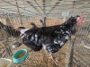 2 X FARM CHICKENS ROOSTER & HEN P. RADEBE (Per animal to take the lot)