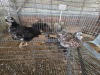 2 X HERERO HEN P. RADEBE (Per animal to take the lot)