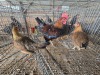 3 X KAPOKKIES ROOSTER & HEN P. RADEBE (Per animal to take the lot)