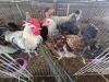 7 X FARM CHICKENS ROOSTER & HEN P. RADEBE (Per animal to take the lot)