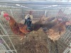 4 X KAPOKKIES ROOSTER & HEN P. RADEBE (Per animal to take the lot)