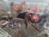 9 X FARM CHICKENS ROOSTER & HEN P. RADEBE (Per animal to take the lot)