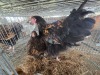 2 X GOLDEN LACE ORPINGTONS ROOSTER & HEN E. HELBERG (Per animal to take the lot)