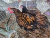 2 X GOLDEN LACE ORPINGTONS ROOSTER & HEN E. HELBERG (Per animal to take the lot)