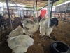 4 X COLUMBIAN BRAHMA ROOSTER & HEN A. CLOETE (Per animal to take the lot)