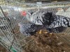3 X SILVER LACED WYANDOTTE ROOSTER & HEN E. HELBERG (Per animal to take the lot)