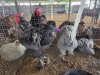 3 X BLUE BRAHMA ROOSTER & HEN A. CLOETE (Per animal to take the lot)