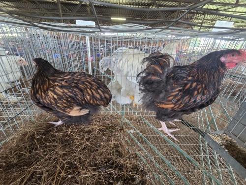 2 X GOLDEN LACE ORPINGTONS ROOSTER & HEN E. HELBERG (Per animal to take the lot)