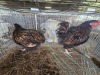 2 X GOLDEN LACE ORPINGTONS ROOSTER & HEN E. HELBERG (Per animal to take the lot)
