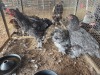3 X BLUE BRAHMA ROOSTER & HEN A. CLOETE (Per animal to take the lot)