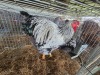 3 X SILVER LACED WYANDOTTE ROOSTER & HEN E. HELBERG (Per animal to take the lot)