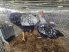 2 X SILVER LACED WYANDOTTE ROOSTER & HEN E. HELBERG (Per animal to take the lot)