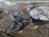 3 X SILVER LACED WYANDOTTE ROOSTER & HEN E. HELBERG (Per animal to take the lot)