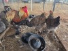 3 X PATRIDGE BRAHMA ROOSTER & HEN CDP (Per animal to take the lot)