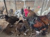 3 X DOUBLE LACED PARTRIDGE BRAHMA ROOSTER & HEN LIVESTOCK (Per animal to take the lot)