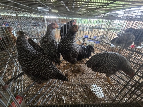 5 X KOEKOEK ROOSTER & HEN A. CLOETE (Per animal to take the lot)