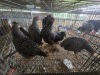 5 X KOEKOEK ROOSTER & HEN A. CLOETE (Per animal to take the lot)