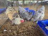 4 X BLUE BRAHMA ROOSTER & HEN CDP (Per animal to take the lot)