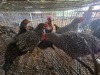 5 X KOEKOEK ROOSTER & HEN A. CLOETE (Per animal to take the lot)