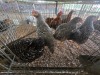 5 X KOEKOEK ROOSTER & HEN A. CLOETE (Per animal to take the lot)