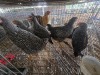 5 X KOEKOEK ROOSTER & HEN A. CLOETE (Per animal to take the lot)