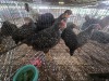 5 X KOEKOEK ROOSTER & HEN A. CLOETE (Per animal to take the lot)