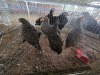 5 X KOEKOEK ROOSTER & HEN A. CLOETE (Per animal to take the lot)