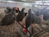 5 X KOEKOEK ROOSTER & HEN A. CLOETE (Per animal to take the lot)