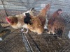 3 X FARM CHICKENS HEN P. RADEBE (Per animal to take the lot)