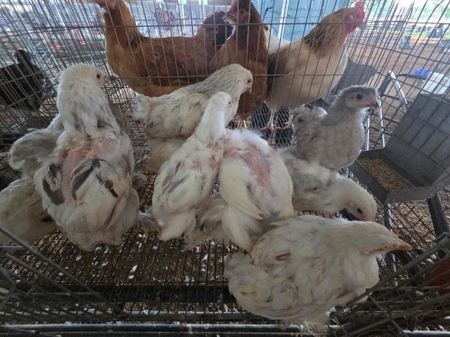 10 X COLUMBIAN BRAHMA ROOSTER & HEN A. CLOETE (Per animal to take the lot)