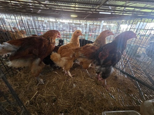 5 X BRAHMA CROSS ROOSTER & HEN H. GELDENHUYS (Per animal to take the lot)