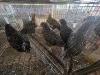 4 X KOEKOEK ROOSTER & HEN A. CLOETE (Per animal to take the lot)