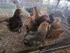10 X PATRIDGE BRAHMA ROOSTER & HEN A. CLOETE (Per animal to take the lot)