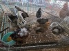 10 X BRAHMA CROSS ROOSTER & HEN A. CLOETE (Per animal to take the lot)
