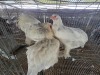 3 X COLUMBIAN BRAHMA ROOSTER & HEN A.CLOETE (Per animal to take the lot)