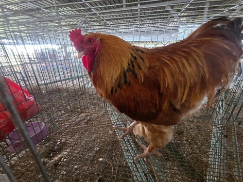 1 X BRAHMA CROSS ROOSTER H. GELDENHUYS