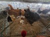 1 X BRAHMA CROSS ROOSTER & HEN H. GELDENHUYS