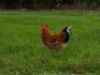 2 X Boschveld Hoeders (Haan + Hen) - Trinkie Goosen (PER STUK OM LOT TE NEEM) - 3