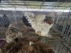 2 X BRAHMA ROOSTER & HEN A.CLOETE (Per animal to take the lot)