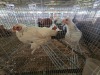 2 X BRAHMA CROSS ROOSTER & HEN H. GELDENHUYS (Per animal to take the lot)