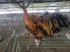 1 X GOLDEN LACED ORPINGTON ROOSTER A. CLOETE