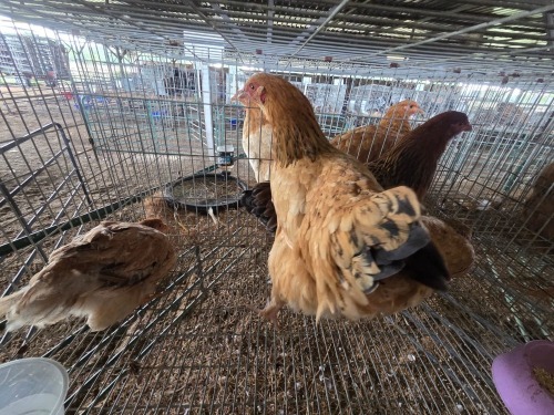 4 X BRAHMA CROSS HEN H. GELDENHUYS (Per animal to take the lot)