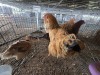 4 X BRAHMA CROSS HEN H. GELDENHUYS (Per animal to take the lot)