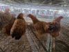 4 X BRAHMA CROSS HEN H. GELDENHUYS (Per animal to take the lot)