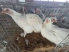 3 X COLUMBIAN BRAHMA ROOSTER & HEN A.CLOETE (Per animal to take the lot)