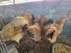 4 X BRAHMA CROSS HEN H. GELDENHUYS (Per animal to take the lot)