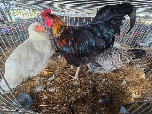 3 X FARM CHICKENS ROOSTER & HEN WILMEG (Per animal to take the lot)