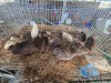 8 X BRUIN KWARTELS ROOSTER & HEN WILMEG (Per animal to take the lot)
